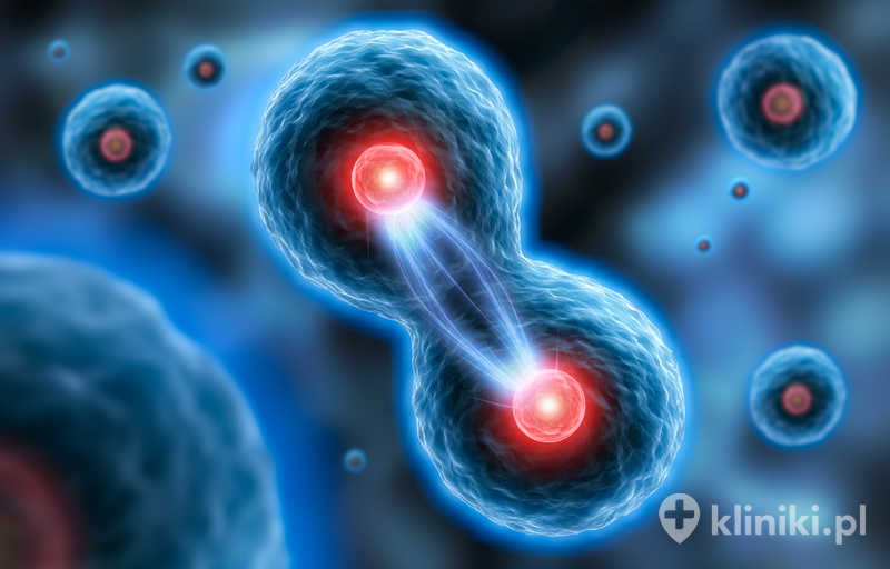Komórki macierzyste występują m.in. w szpiku kostnym i krwi pępowinowej