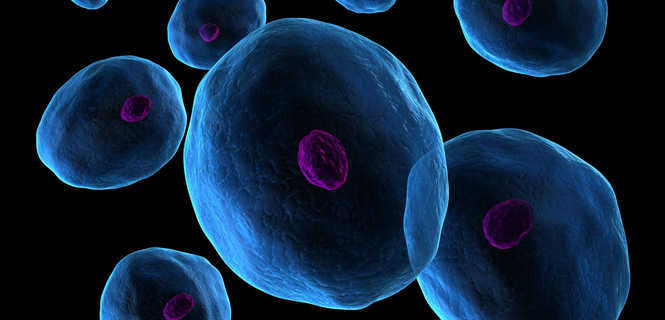Komórki macierzyste w ortopedii