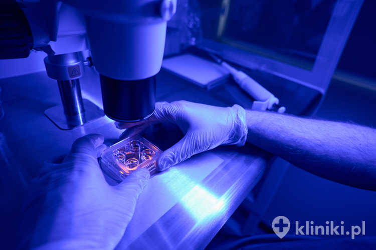 Komórki macierzyste w ortopedii znajdują zastosowanie m.in. w leczeniu uszkodzeń chrząstki stawowej, ścięgien oraz więzadeł