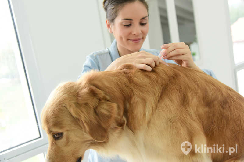 Zapobieganie ukąszeniom przez kleszcze obejmuje szybkie i prawidłowe usuwanie pasożyta ze skóry Zapobieganie ukąszeniom przez kleszcze obejmuje szybkie i prawidłowe usuwanie pasożyta ze skóry