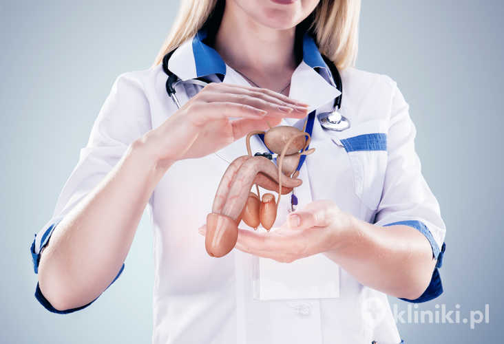 Budowa anatomiczna członka męskiego