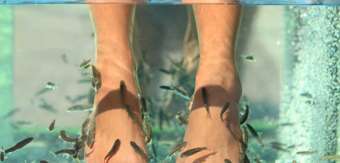 Rybki Garra Rufa - naturalny pedicure