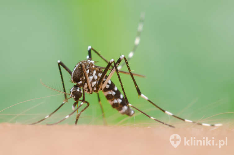 Komara aegypti na ludzkiej skórze - przenosi niebezpieczny wirus Zika