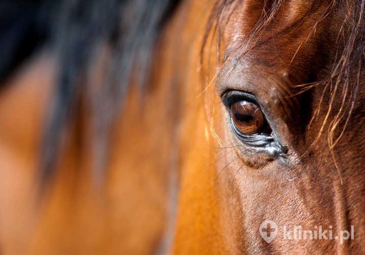 Widzenie koni – pole widzenia i barwy