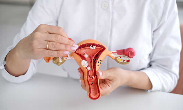 Zbliżony model anatomiczny budowy macicy kobiecej w rękach lekarza
