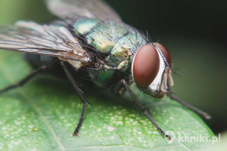 Larwoterapia działa dzięki enzymom wydzielanym przez larwy, które rozpuszczają martwe komórki i jednocześnie pozostawiają zdrowe tkanki nienaruszone