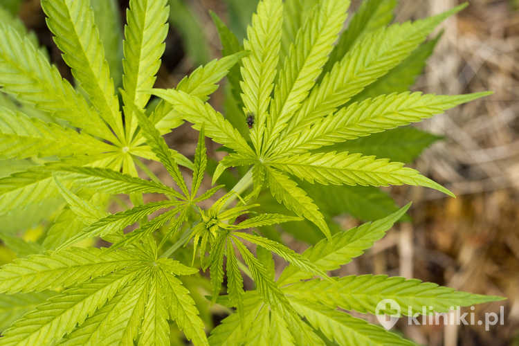 Działanie medycznej marihuany polega na łagodzeniu bólu przewlekłego, zmniejszaniu napięcia mięśniowego oraz redukcji stanów zapalnych