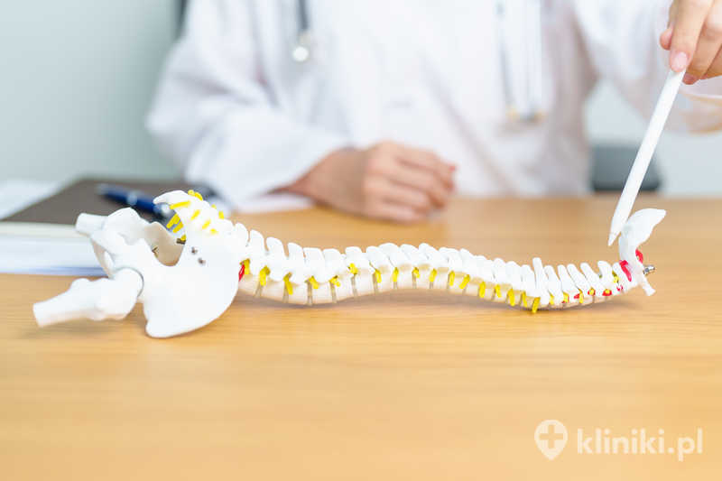 Lekarz z modelem anatomicznym ludzkiego kręgosłupa