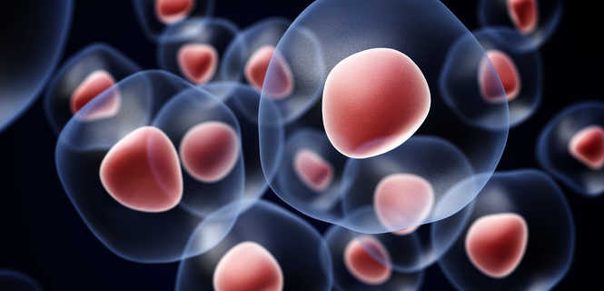 Komórki macierzyste Lipogems w leczeniu chorób stawów